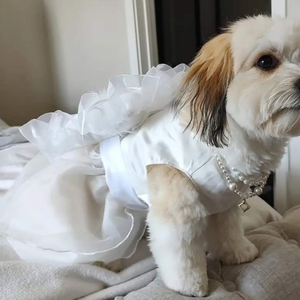 Dog dress